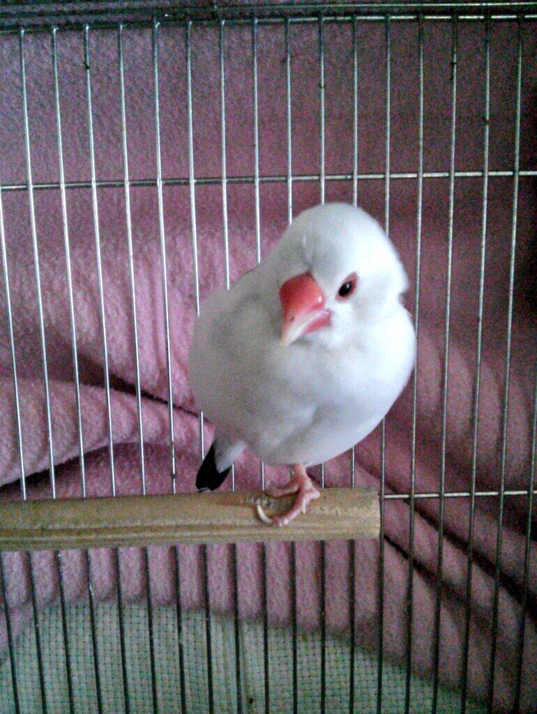 ぱーぽー 我が家の文鳥はちょっと奇形で普通の文鳥より足の指の力が弱いから枝を上手く掴めない 我が家に来た時は片足で立つどころか普通に立っていても枝から落ちそうになってたのに今ではこの通り Http T Co I2howg6a3h Twitter