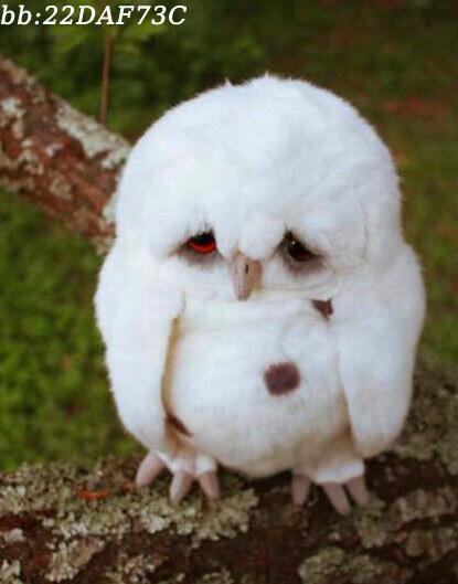 iiAlyaa_'s tweet photo. #صورة لـ *طائر الهوبش* و الذي يعتبر الاكثر حزنا في شكلہ! أذكر الله يآبو هوبش ترى الدنيآ مآتسوى☺ http://t.co/VrOurFASev