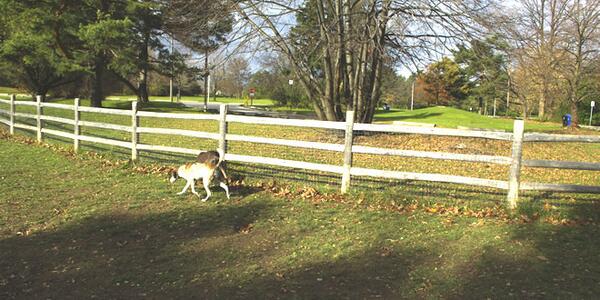 torontodogstuff's tweet photo. G Ross Lord Park has a large #dogpark off-leash area that is easy to access http://t.co/U2xA491FVv
#dogs #toronto http://t.co/lNwrVa4UeA