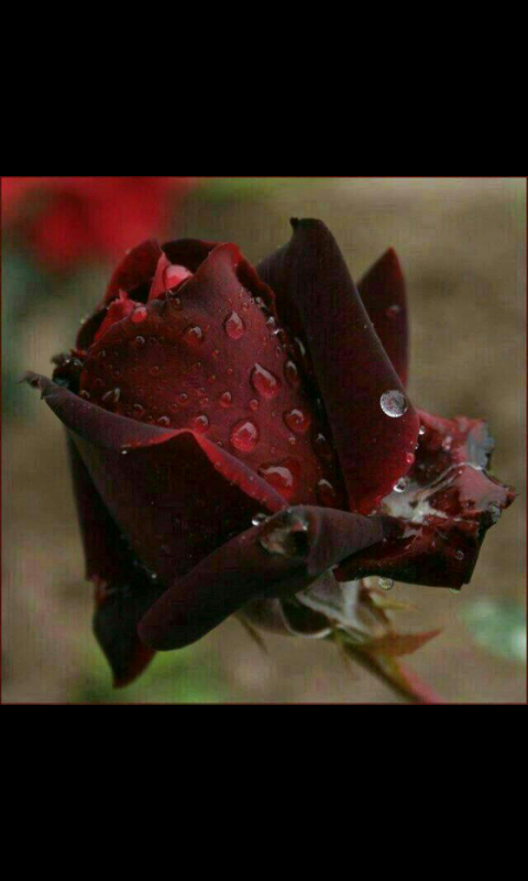 رائحه المطر  (@almstkbal3822) on Twitter photo 