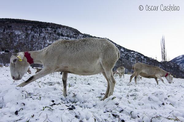 A la #ValldeCardós les ovelles rasquen la neu per arribar a la vegetació #PallarsSobirà