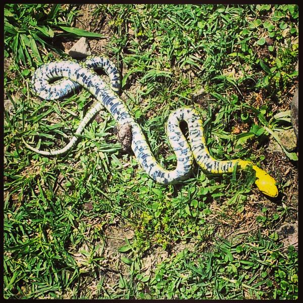 Link permanente da imagem incorporada