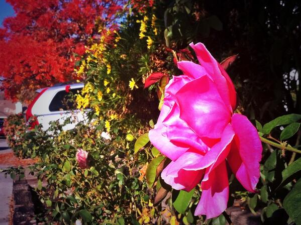 Renae_Geerlings's tweet photo. Fall leaves AND roses at the same time. #CaliMagic #FallColor http://t.co/7Sos1Qja7D