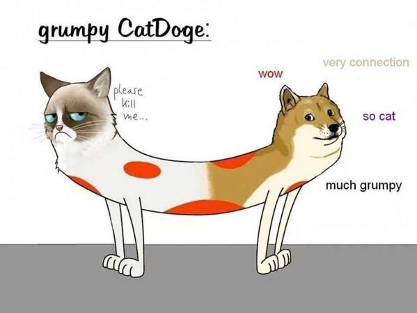 9GAG's tweet photo. Grumpy CatDoge http://t.co/yvNbLxgvt5