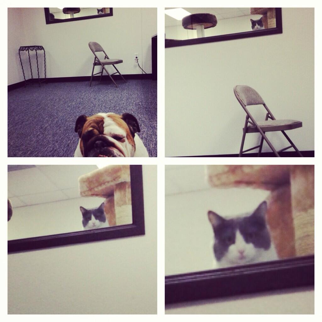 Kitty Mansions (KittyMansions) Twitter