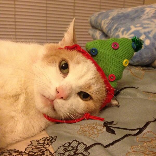 Koonzila's tweet photo. @catsofinstagram meet my cat, @cat_tank ! All he wants for Christmas is to be featured on your page!! http://t.co/torN8v0vLi