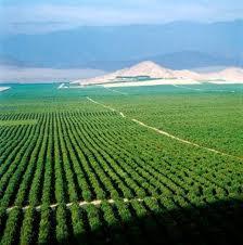 Nuestros campos, amigables con el medio ambiente <a href="/CamposolSAC/">Camposol </a>   #Nature