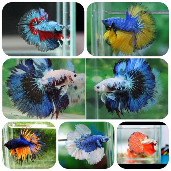 fish_betta's tweet photo. Betta Fishes http://t.co/0oBDKjQFub