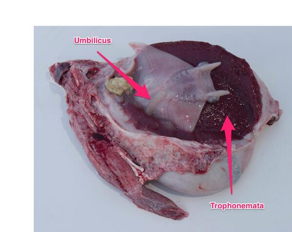 Adam P. Summers on Twitter: "@para_sight The umbilicus does end in ...