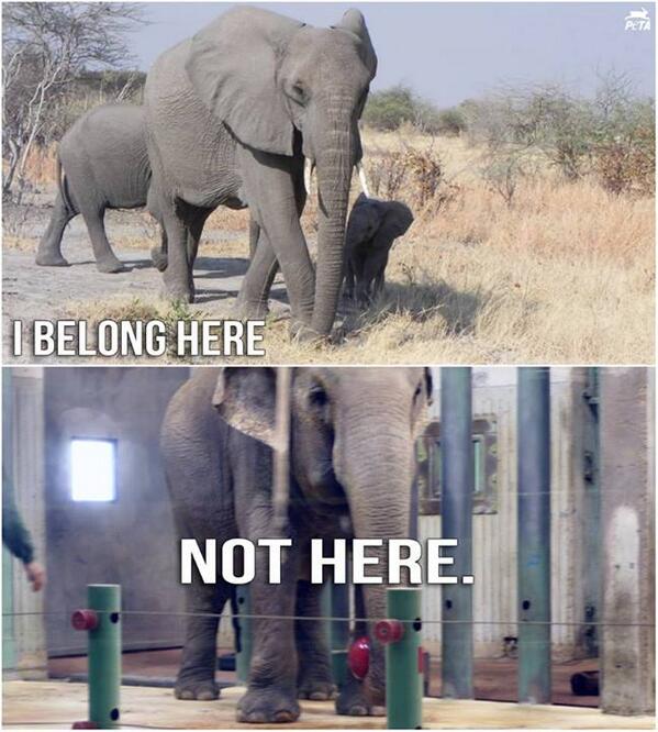 peta's tweet photo. HEARTBREAKING: Lucy has been ALONE for 3 years, ILLEGALLY. Tell the zoo 2 let her RETIRE NOW! http://t.co/zat2K0XYvh http://t.co/Nk5lOFbpaT
