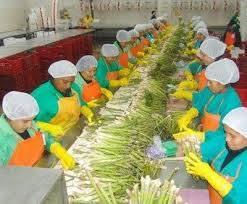 Nuestros colaboradores seleccionado lo mejor del esparrago peruano #camposolSAC