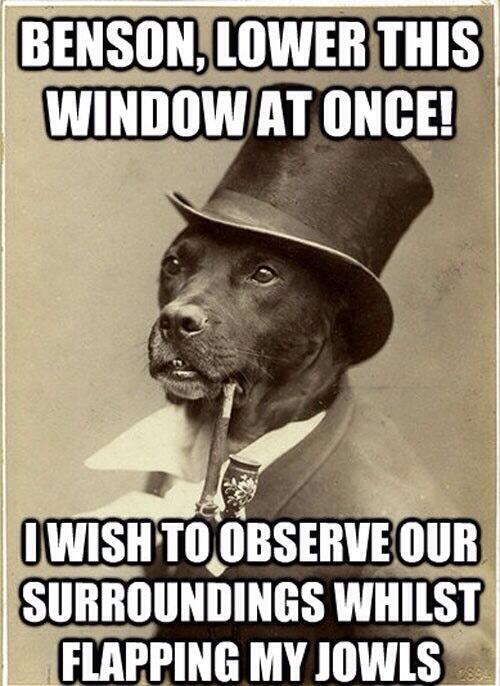 SingleWithDogss tweet picture