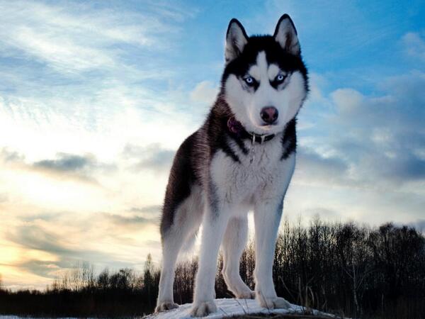 OficialPerros's tweet photo. http://t.co/uT33UXIpPt