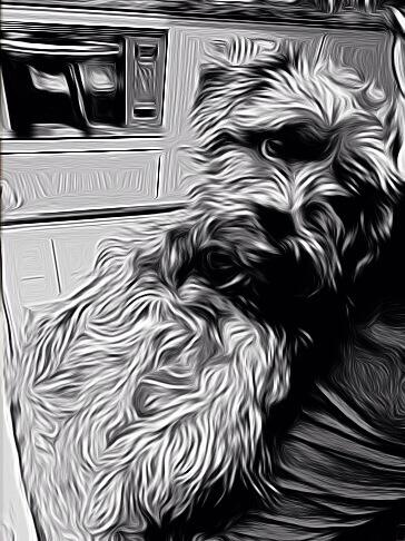 AndreaRColombo's tweet photo. Cristal #toon #dog http://t.co/uTQatF9Vhz