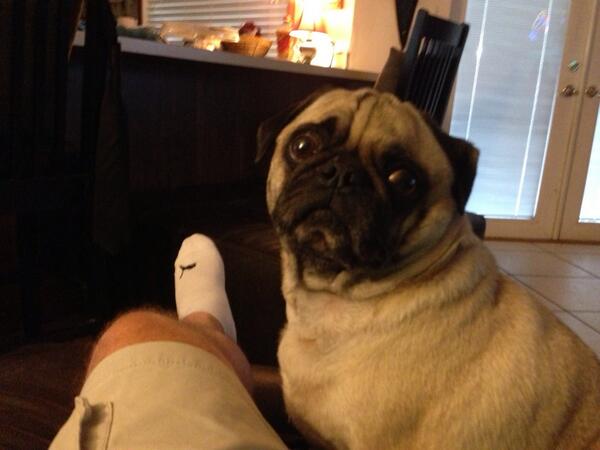 jackmarginfl's tweet photo. @DIRECTV Watching Dog TV! http://t.co/8BWFXIuTzH