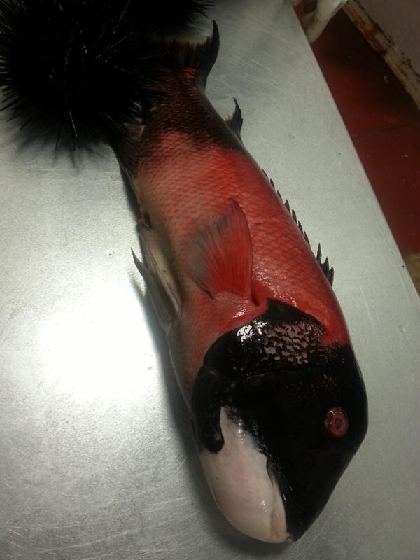 California sheephead fish, came in this morning with the live sea urchin.  Amazing!!!