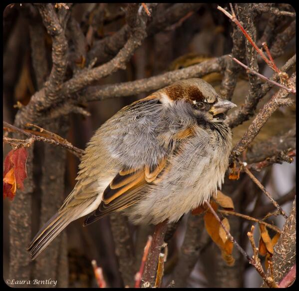 ABBestphotos's tweet photo. Least this #Puffy #Sparrow is inside the hedge where it's warmer -21c on my therm. colder windchill still shivering. http://t.co/32UDBaTpVp