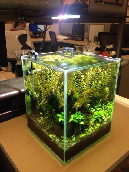 chrisfarmerSA's tweet photo. @nanoboxreef: Dave, I'm still loving my #nanoboxflare!! http://t.co/ygIPo3GKfM