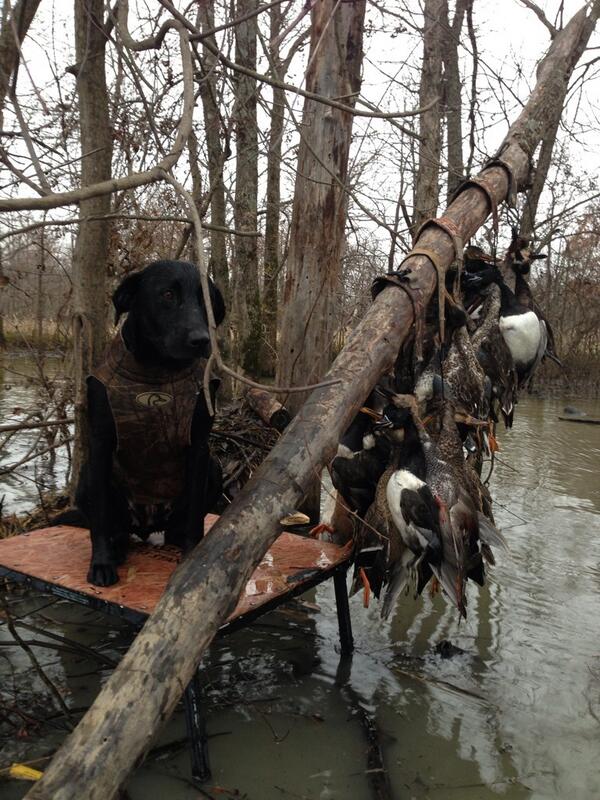 The Morning hunt. #GreenHead #GreenHeadNation #duckhunting #duckseason2013 #duckdog