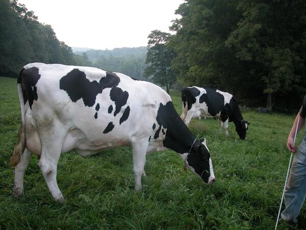 StonewallFarmNH's tweet photo. Want to become involved with an emerging Milk CSA from our award-winning dairy? Check out: http://t.co/PBp4lMplji http://t.co/aNMa32IogM
