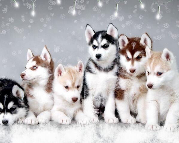 MicahMoee's tweet image. I can see this being my first pet when I move out. #SoCute #ReddishBrown #Husky