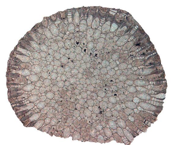 NHM_Bryozoa tweet media