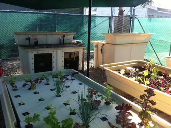 hydroexpert's tweet photo. Carefully wash any soil off the roots of your seedlings before planting in the #Aquaponic grow bed. #aquaponics http://t.co/4sNFVoulEp