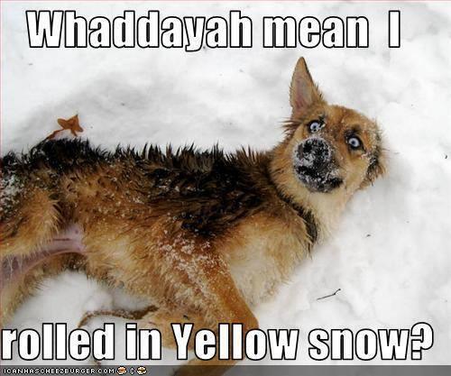 Whaddayah mean I rolled in Yellow snow?