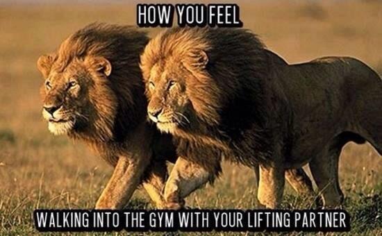 CommonLifter's tweet image. That feeling when you walk into the gym with your lifting partner &amp;gt;