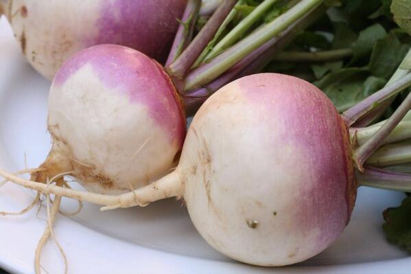 chrispeanut15's tweet photo. @JReedRosenthal turnip http://t.co/xfFBZMM3oR