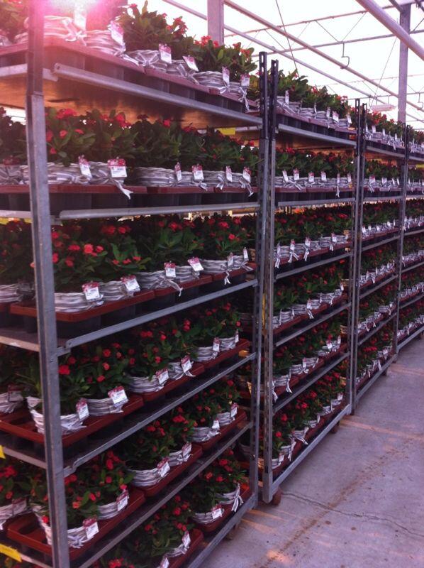 Some milii's with pots from the pure collection, ready for shipment.