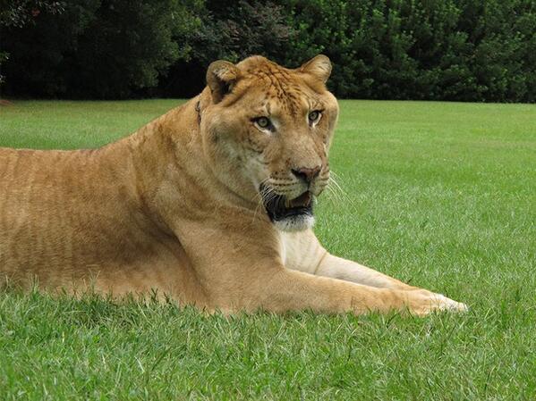 NatGeoAnimals's tweet photo. A liger is a lion and a tiger. This liger is huge. He is almost 900 pounds and over 11 feet tall. #BigCatWeek http://t.co/C5lvSeEzW3