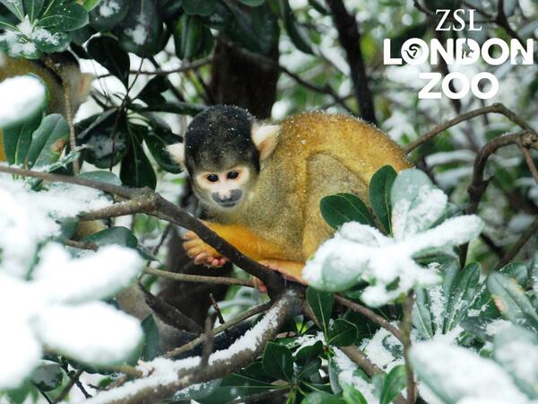 zsllondonzoo tweet picture