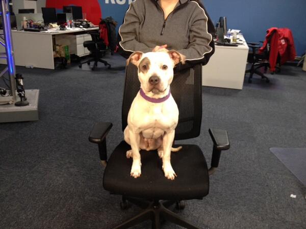 ksdknews's tweet photo. Pet Adoption: Meet 3-year-old Cheyenne Phillips at Stray Rescue.  She is crate trained and can walk on a treadmill! http://t.co/1b63dc2iPG