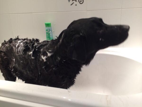 SamPilk's tweet image. Bath time