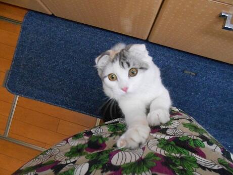 子猫のドライフードはいつまでふやかす 餌の量や時間など適切な餌の与え方 ネコア