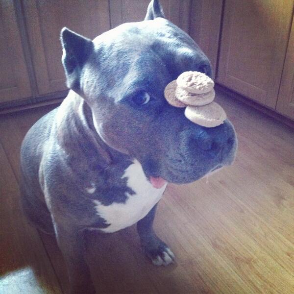 CaliforniaDogs's tweet photo. Annnnnd Tyson says "Mom you're an ass" :) @CaliforniaDogs http://t.co/Rt7Iq70Szq http://t.co/wZFguoeGAV