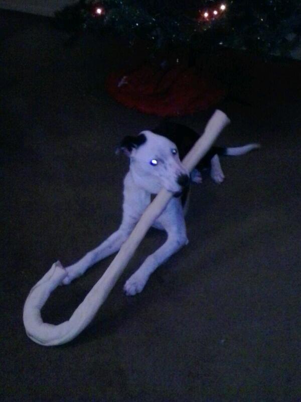 FlintHarley's tweet photo. My dog and his new candy cane bone. Spoiled dog haha http://t.co/yQQIRcWzHv