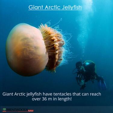BrentwoodsTutor's tweet photo. have you heard about Giant Arctic #jellyfish? it has tentacles over 32 meter in length #k12 #Fishing http://t.co/7ws24OgMiP