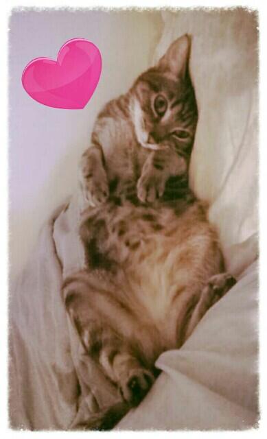 Kealoha_Kitty's tweet photo. Girl kittehs... Ur luber boy iz waiting 4 uz! http://t.co/mLKC9MCBRK