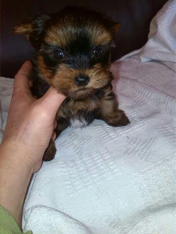 barbi_og's tweet photo. Bienvenido Paquito! http://t.co/LjAa7FxdQP