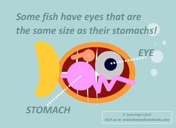BeyondNotebooks's tweet image. Did u know that some fish have eyes that are the same size as their stomachs?  #facts #trivia #learningisalwaysfun