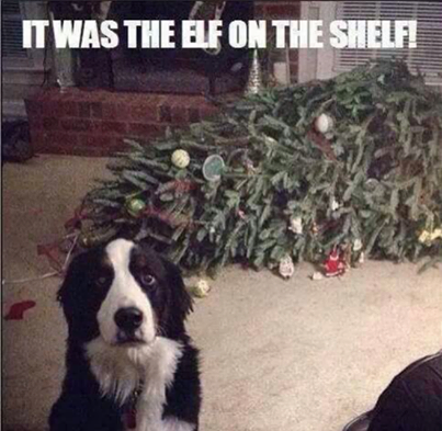 Mountain_Dog's tweet photo. It was the elf … http://t.co/yZCfWuhstf
