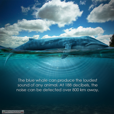 BrentwoodsTutor's tweet photo. The blue #whale can produce loudest sound of any animal. At 188 decibels, the noise can be detected over 800 km away. http://t.co/oxQXX7lF75