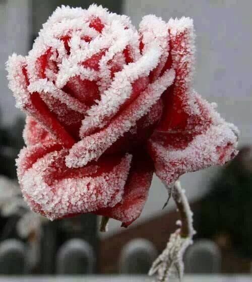 damascus82 tweet picture