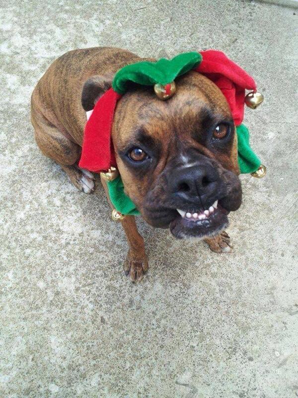BoxerBond's tweet photo. Ready to help Santa! #BoxerSmiles #Boxeradorable #SantasLittleHelper #Boxer #MerryChristmas #Boxermas http://t.co/Gs18DgfYA0