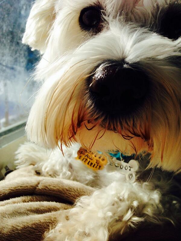 ScootytheGhost's tweet photo. I am a #therapydog who spreads  #Positivity #FacetoFace take a look I was on TV! http://t.co/WS9Dw5yT8E http://t.co/xgoP18amBF