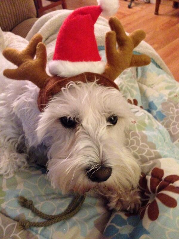 ScootytheGhost's tweet photo. Mama... Please ..NO ..not the stupid hat! #sayitforward watch me onTV I'm a star! http://t.co/WS9Dw5yT8E http://t.co/OGx9WC1HDW
