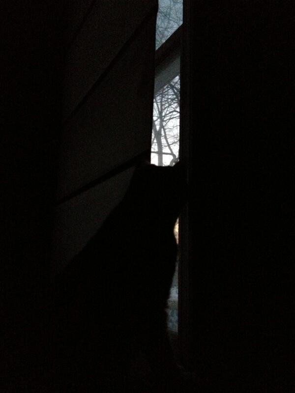 pauliepix's tweet image. lvg still (on neighborhood watch) #windohsilhouette #treeslounge