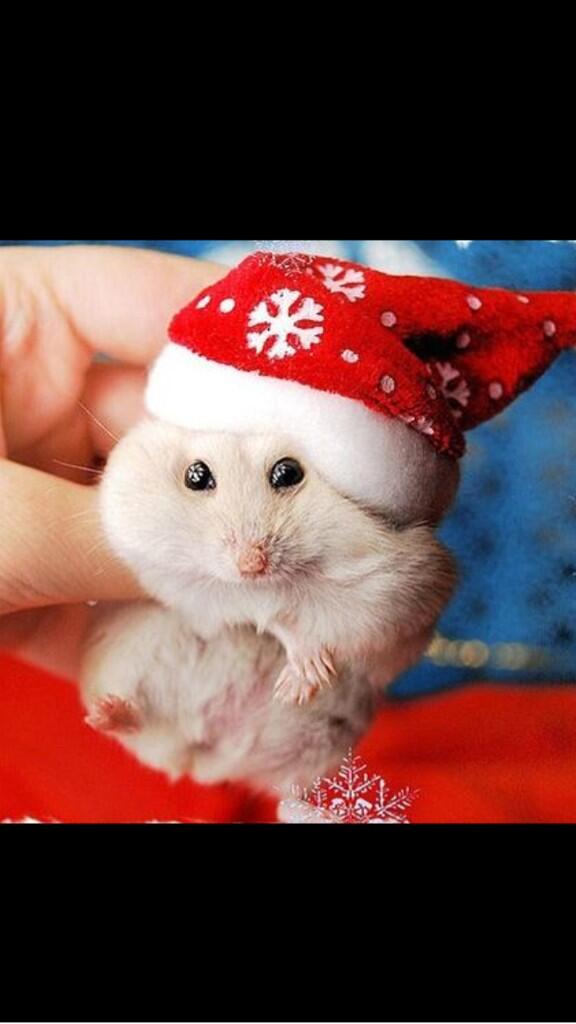 I wants to put him on the piano. I loves him.